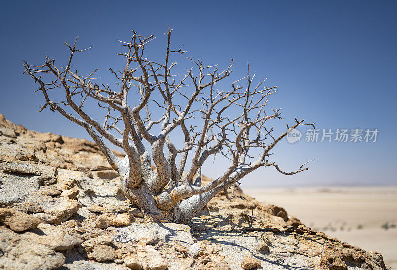 岩石-软木(Commiphora Saxicola)，纳米比亚